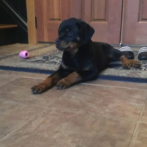 Meet your Posher, Jackie